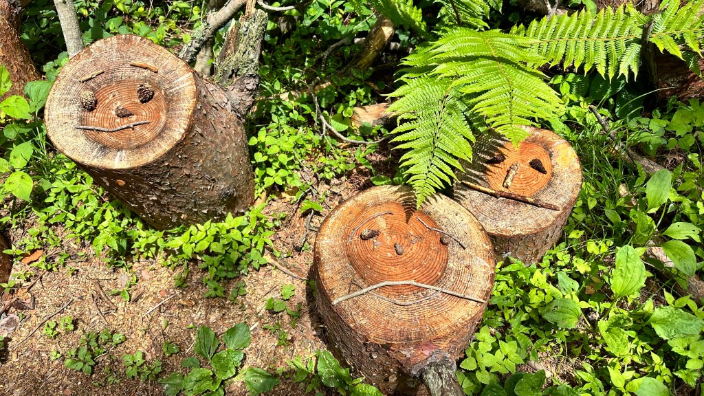 ［日本-東北］旅行計畫_Itinerary（2024, 0602-0613）